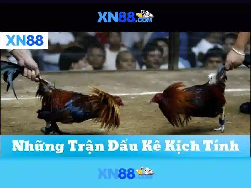Giao diện người dùng và trải nghiệm