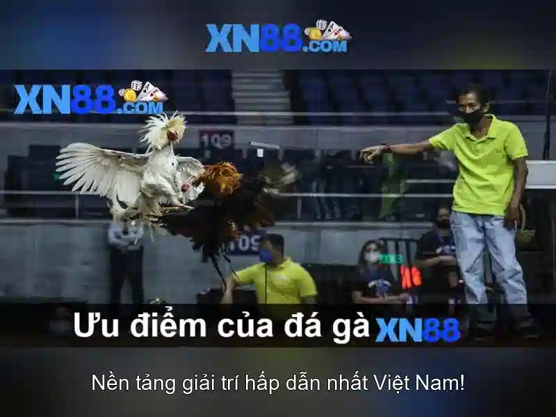 Ứng dụng và thị trường của xn88